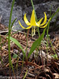 yellow fawnlily, dogtooth-violet, avalanche lily, trout lily, glacier lily (<em>Erythronium grandiflorum var. chrysandrum</em>)