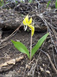 yellow fawnlily, dogtooth-violet, avalanche lily, trout lily, glacier lily (<em>Erythronium grandiflorum var. chrysandrum</em>)
