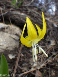 yellow fawnlily, dogtooth-violet, avalanche lily, trout lily, glacier lily (<em>Erythronium grandiflorum var. chrysandrum</em>)
