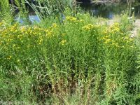 western goldenrod (<em>Euthamia occidentalis</em>)