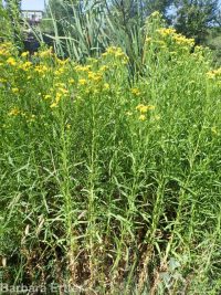 western goldenrod (<em>Euthamia occidentalis</em>)