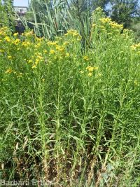 western goldenrod (<em>Euthamia occidentalis</em>)