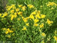 western goldenrod (<em>Euthamia occidentalis</em>)