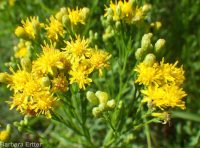western goldenrod (<em>Euthamia occidentalis</em>)
