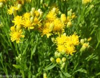 western goldenrod (<em>Euthamia occidentalis</em>)