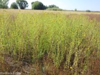 western goldenrod (<em>Euthamia occidentalis</em>)
