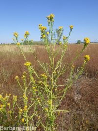 western goldenrod (<em>Euthamia occidentalis</em>)