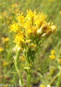 western goldenrod (<em>Euthamia occidentalis</em>)