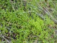 floerkea, false mermaid (<em>Floerkea proserpinacoides</em>)