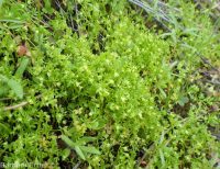 floerkea, false mermaid (<em>Floerkea proserpinacoides</em>)