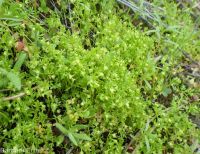 floerkea, false mermaid (<em>Floerkea proserpinacoides</em>)