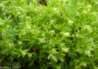 floerkea, false mermaid (<em>Floerkea proserpinacoides</em>)