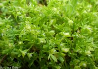 floerkea, false mermaid (<em>Floerkea proserpinacoides</em>)