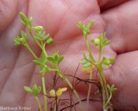 floerkea, false mermaid (<em>Floerkea proserpinacoides</em>)