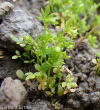 floerkea, false mermaid (<em>Floerkea proserpinacoides</em>)