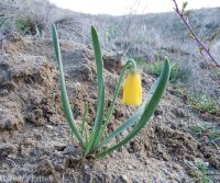 yellow-bells (<em>Fritillaria pudica</em>)