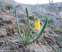 yellow-bells (<em>Fritillaria pudica</em>)