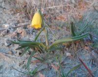 yellow-bells (<em>Fritillaria pudica</em>)