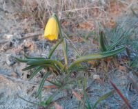yellow-bells (<em>Fritillaria pudica</em>)