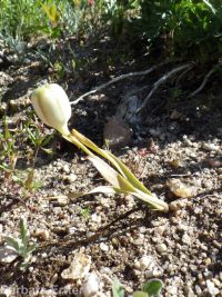 yellow-bells (<em>Fritillaria pudica</em>)