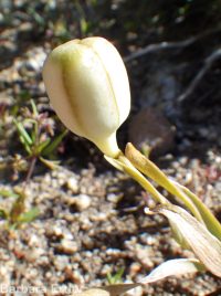 yellow-bells (<em>Fritillaria pudica</em>)