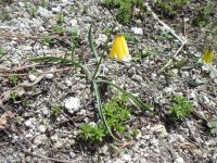 yellow-bells (<em>Fritillaria pudica</em>)