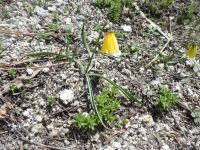 yellow-bells (<em>Fritillaria pudica</em>)