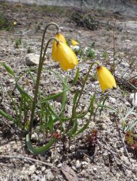yellow-bells (<em>Fritillaria pudica</em>)