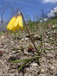 yellow-bells (<em>Fritillaria pudica</em>)