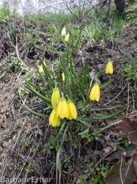 yellow-bells (<em>Fritillaria pudica</em>)