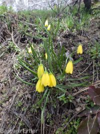 yellow-bells (<em>Fritillaria pudica</em>)