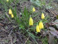 yellow-bells (<em>Fritillaria pudica</em>)