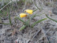 yellow-bells (<em>Fritillaria pudica</em>)