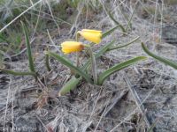 yellow-bells (<em>Fritillaria pudica</em>)