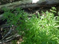 cleavers, bedstraw, stickywilly, goose-grass (<em>Galium aparine</em>)