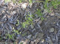 cleavers, bedstraw, stickywilly, goose-grass (<em>Galium aparine</em>)