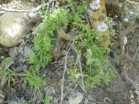 cleavers, bedstraw, stickywilly, goose-grass (<em>Galium aparine</em>)