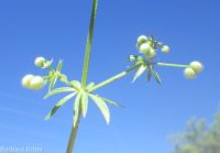 cleavers, bedstraw, stickywilly, goose-grass (<em>Galium aparine</em>)
