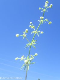 cleavers, bedstraw, stickywilly, goose-grass (<em>Galium aparine</em>)