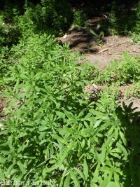 cleavers, bedstraw, stickywilly, goose-grass (<em>Galium aparine</em>)