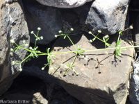 cleavers, bedstraw, stickywilly, goose-grass (<em>Galium aparine</em>)