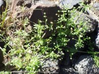 cleavers, bedstraw, stickywilly, goose-grass (<em>Galium aparine</em>)