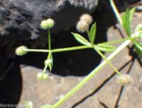 cleavers, bedstraw, stickywilly, goose-grass (<em>Galium aparine</em>)