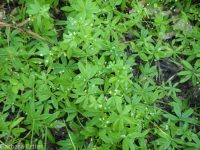 fragrant bedstraw (<em>Galium triflorum</em>)
