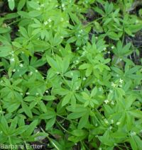 fragrant bedstraw (<em>Galium triflorum</em>)