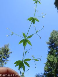 fragrant bedstraw (<em>Galium triflorum</em>)