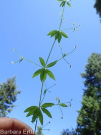 fragrant bedstraw (<em>Galium triflorum</em>)