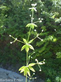 fragrant bedstraw (<em>Galium triflorum</em>)