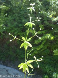 fragrant bedstraw (<em>Galium triflorum</em>)