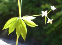 fragrant bedstraw (<em>Galium triflorum</em>)